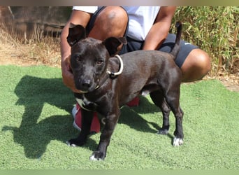 Cisco, Terrier-Mix, lieb und sozial