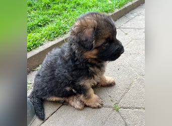 Deutsche Schäferhunde Langstockhaar