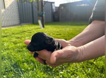 Welpen Pudel , Toypudel , Minipudel