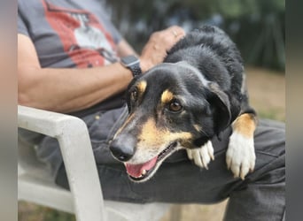 Nando: kleiner Anfängerhund