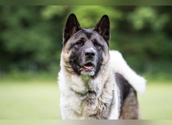 Kendo - ruhiger, ausgeglichener Familienhund - Tierhilfe Franken e.V.