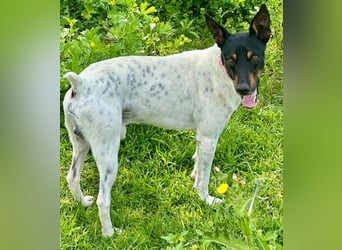 Verspielter Mowgli