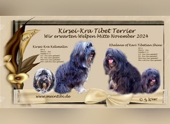 Kirsei-Kra Tibet Terrier Welpen ( VDH / ILT ) Wurfankündigung