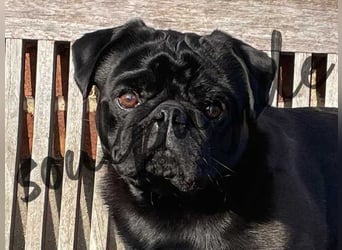 Mops 2.0 Welpen, Rüde, 13 Wochen, Ahnentafel CfdM / VDH / FCI