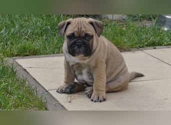 Zuckersüße Freiatmige Bulldoggenwelpen
