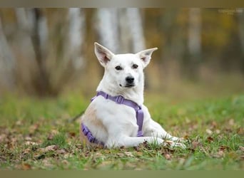 Unsichere Sunny sucht liebevolles Zuhause