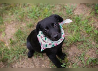 Susi: Hundekind sucht ein Zuhause
