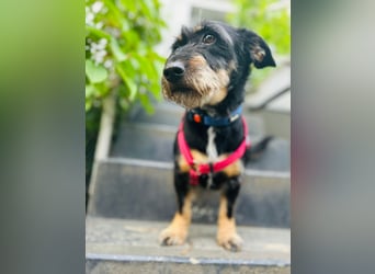 Emily- Powerhund mit Köpfchen sucht Neustart