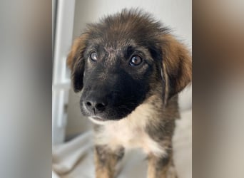 Moglito, geb. ca. 03/2025, lebt in GRIECHENLAND, im städt. Tierheim Serres