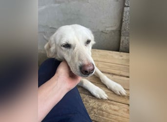 Soraya, 3 Jahre,  zweite Chance gesucht