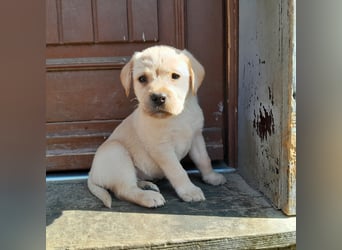 Reinrassige Labradorwelpen