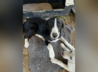 Hübscher Elvis sucht Zuhause für immer!