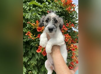 Vili, geboren 07.04.2025, 25cm sucht seine Menschen