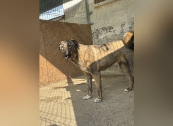 AVA, Hündin, 1,5 Jahre, 52 cm, Mischling, Tierschutz