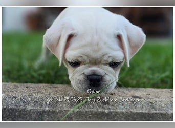 Mops Welpen