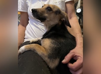 MISSY, Hündin, 3 Jahre, 31cm, Mischling, Tierschutz