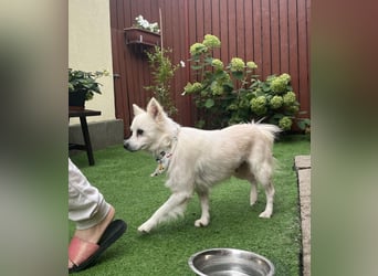 Gino SR – Sanfter Spitz-Rüde mit Herz sucht liebevolles Zuhause