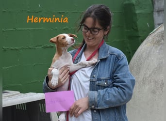 Herminia geb. 03/2025 (ESP) - menschenbezogene Podenco Ibicenco Welpin!