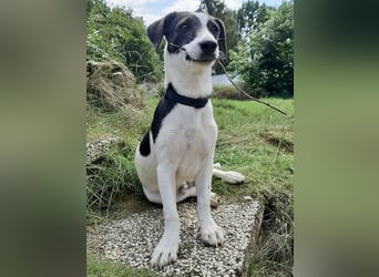 Zazu, kleiner Kerl mit großen Potential