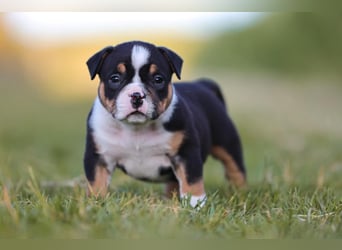 Unglaublich schöne American Bully Welpen!