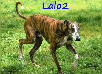 Lalo2 09/2023 (ESP) - sehr freundlicher und verspielter, wunderschöner Galgo!