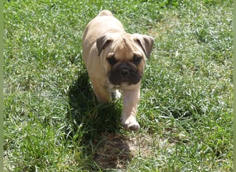 Freiatmige Bulldoggenwelpen Abgabebereit