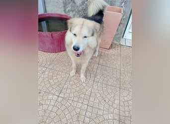 RAFA sucht liebevolles Daheim