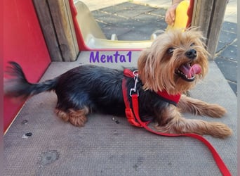 Menta1 geb. 03/19 (ESP Pflegestelle) - liebe, anhängliche und verschmuste Yorkshire-Terrier Hündin!