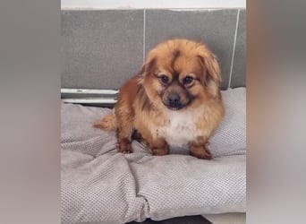Moritz - sucht seine Familie!