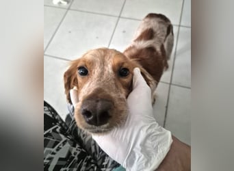 Hilde Mischlingshündin ca. 2 Jahre alt in Griechenland