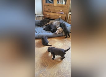 Welpen Labradoodle F1 Braun Groß Könispudel x Labrador