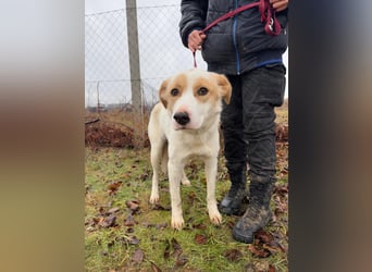 Falina sucht ein Zuhause