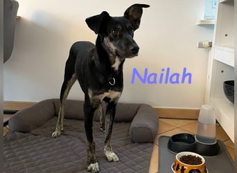 Nailah 03/2024 (in Deutschland) - neugierige und wunderschöne Begleiterin!