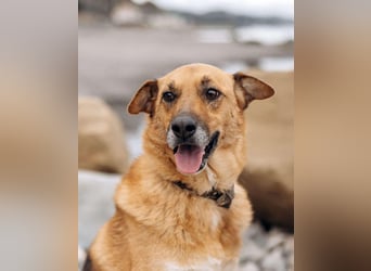 Wunderbares Zuhause für Gerda gesucht