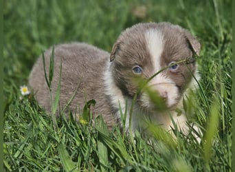 Border Collie Welpen -  Rüden und Hündin