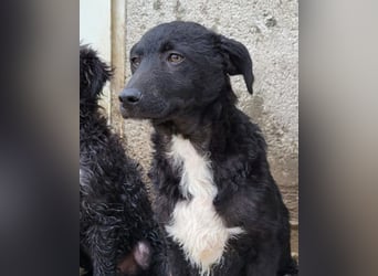 Jane ❤️ neugieres, liebes Hundemädchen