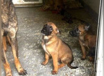 Welpe Milow: Möchte in eine erfahrene Hundefamilie