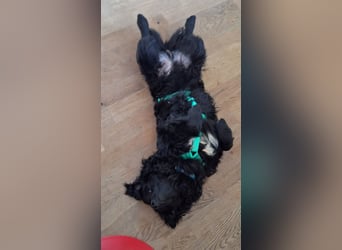 Liebevoller Mischlingsrüde Loki sucht sein Traum zuhause