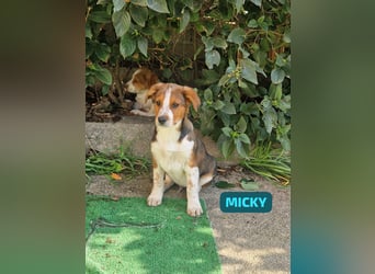 Micky: „Ich will auch mit über die Alpen!"