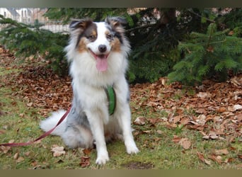 Alfred - ein besonderer Hund sucht seinen speziellen Menschen - Tierhilfe Franken e.V.