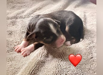 Mini/Miniature Australian Shepherd Welpen mit Papiere