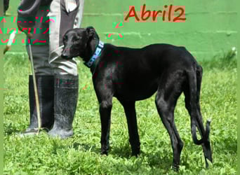 Abril2 10/2024 (ESP) - liebe und aufgeschlossene, junge Galga!