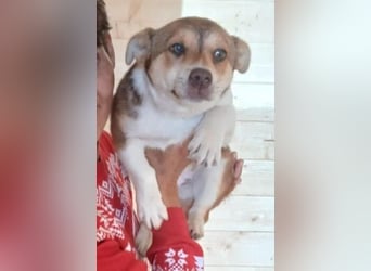 Chance - süßer Fratz sucht ein fröhliches Zuhause