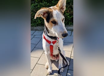 Nacho ist keine Couch-Potato