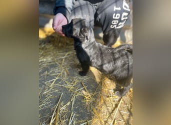 Zizi-LM, verspielte Maus sucht Zuhause