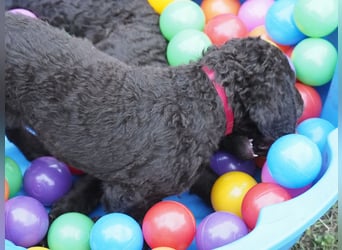 Curly Coated Retriever – braune Rüden (8 Wochen) aus dem Zwinger Cornrow