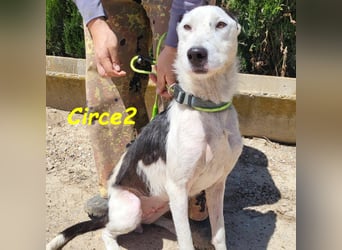 Circe2 geb. 06/2022 (ESP) - verschmuste und soziale, wunderschöne Podenco-Bodeguero Mix Hündin!