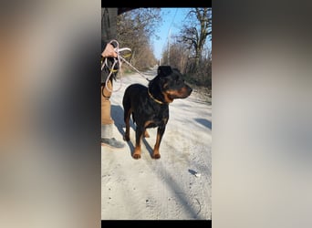 Duke VA - Großer Schmuser auf der Suche nach einem Zuhause