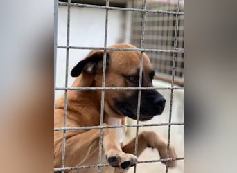 Boxer