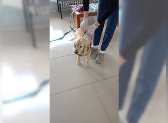 Cockerspaniel Hündin Mella ist der perfekte Familienhund